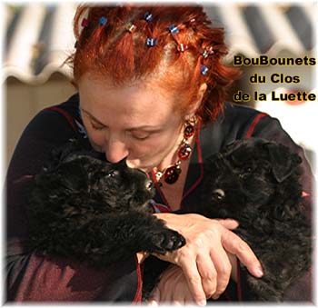 bouvier des flandres photo chiot - Elevage Clos Luette -  COPYRIGHT DEPOSE